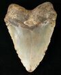 Giant Megalodon Tooth - North Carolina #15745-2